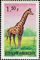 Giraffe (Giraffa camelopardalis)
