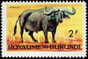 African Buffalo (Syncerus caffer)