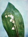 Lily of the valley