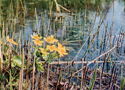 Caltha palustris