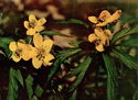 Anemonoides ranunculoides