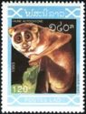 Red Slender Loris (Loris gracilis)