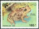 Cane Toad (Bufo marinus)