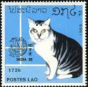 Domestic Cat (Felis silvestris catus)
