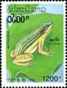European Tree Frog (Hyla arborea)