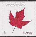 Maple Leaf