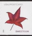 Sweetgum Leaf