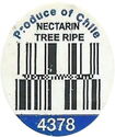 Nectarine tree ripe 4378