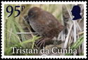 Inaccessible Island Rail (Laterallus rogersi)