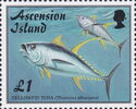 Yellowfin Tuna (Thunnus albacares)