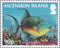 Queen Triggerfish (Balistes vetula)