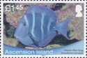 Blue Tang Surgeonfish (Acanthurus caeruleus)