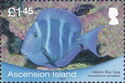 Blue Tang Surgeonfish (Acanthurus caeruleus)