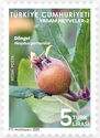Common Medlar (Mespilus germanica)
