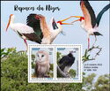 Raptors of Niger