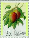 Mangueira (Mangifera indica)