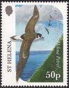 Greater Saint Helena Petrel (Pterodroma rupinarum)