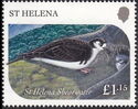Saint Helena Shearwater (Ardenna pacificoides)