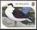 Saint Helena Gull