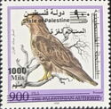Common Buzzard (Buteo buteo) Overprinted