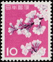 Cherry Blossoms (Prunus x yedoensis)