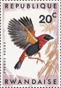 Red Bishop (Euplectes orix ssp. nigrifrons)