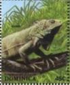 Green Iguana (Iguana iguana)