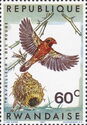 Red-billed Quelea (Quelea quelea aethiopica)