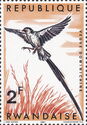 Pin-tailed Whydah (Vidua macroura)
