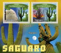 Cacti - Saguaro
