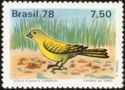 Saffron Finch (Sicalis flaveola)