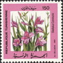 Eastern Gladiolus (Gladiolus communis)