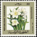 Paperwhite or Bunch-Flowered Daffodil (Narcissus tazetta)