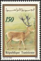 Barbary Stag (Cervus elaphus barbarus)