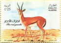 Red Gazelle (Eudorcas rufina)