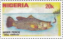 Nile Perch (Lates niloticus)