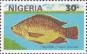 Nile Tilapia (Tilapia nilotica)