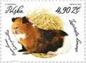 Guinea Pig (Cavia porcellus)