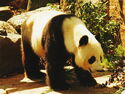 Panda or Giant Panda (Ailuropoda melanoleuca)