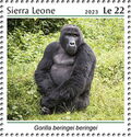 Gorilla beringei beringei