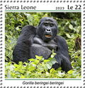Gorilla beringei beringei