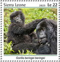 Gorilla beringei beringei