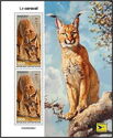 Caracal (Caracal caracal)