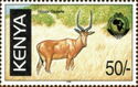 Hirola Gazelle (Beatragus hunteri)
