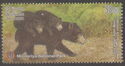 Sri Lankan Sloth Bear (Melursus ursinus inornatus)