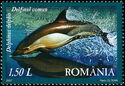Common Dolphin (Delphinus delphis)