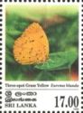 Three-spot Grass Yellow (Eurema blanda)