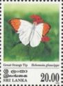 Great Orange Tip (Hebomoia glaucippe)