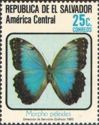 Common Morpho (Morpho peleides)