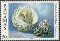 West Indian Top Shell (Cittarium pica)